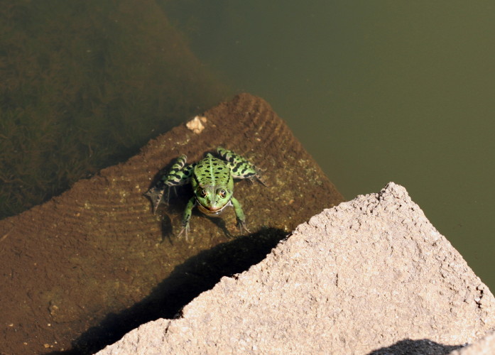 opinione Triturus carnifex
